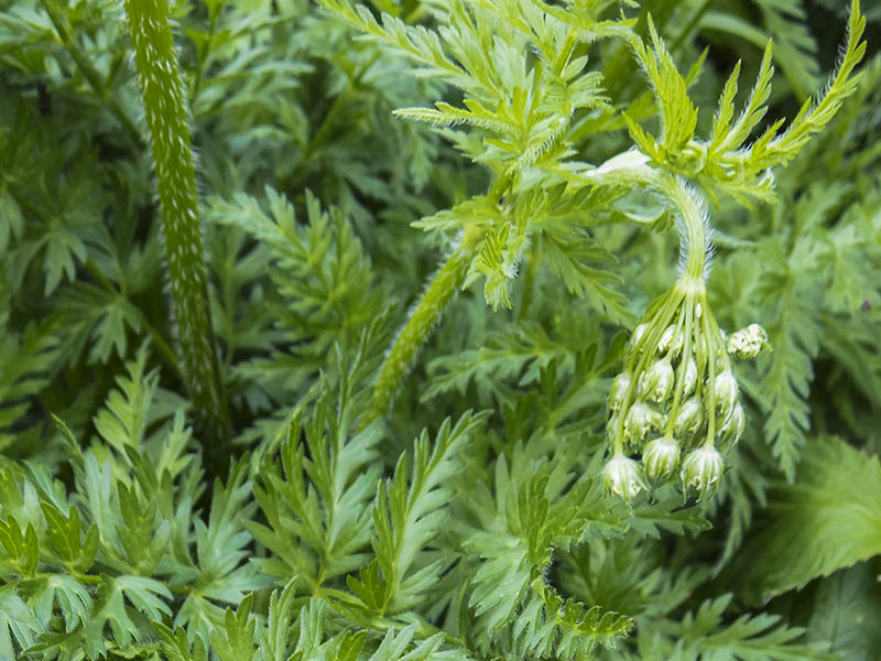 Chaerophyllum hirsutum / Cerfoglio selvatico